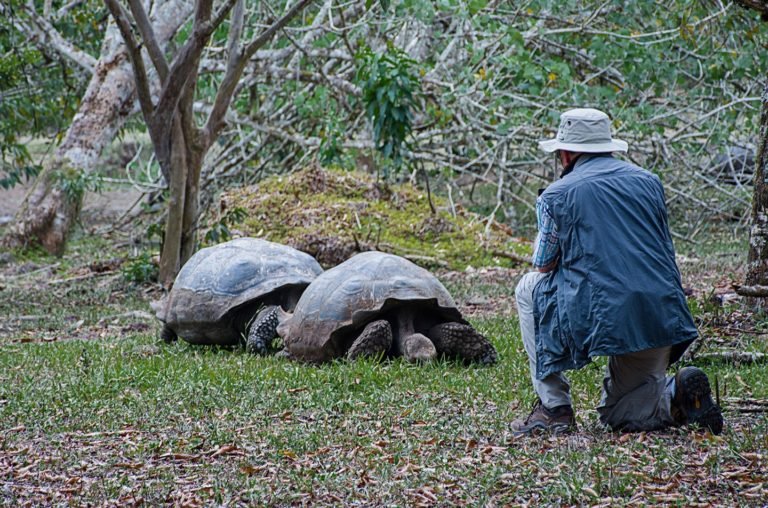 Tortugas de Galapagos
