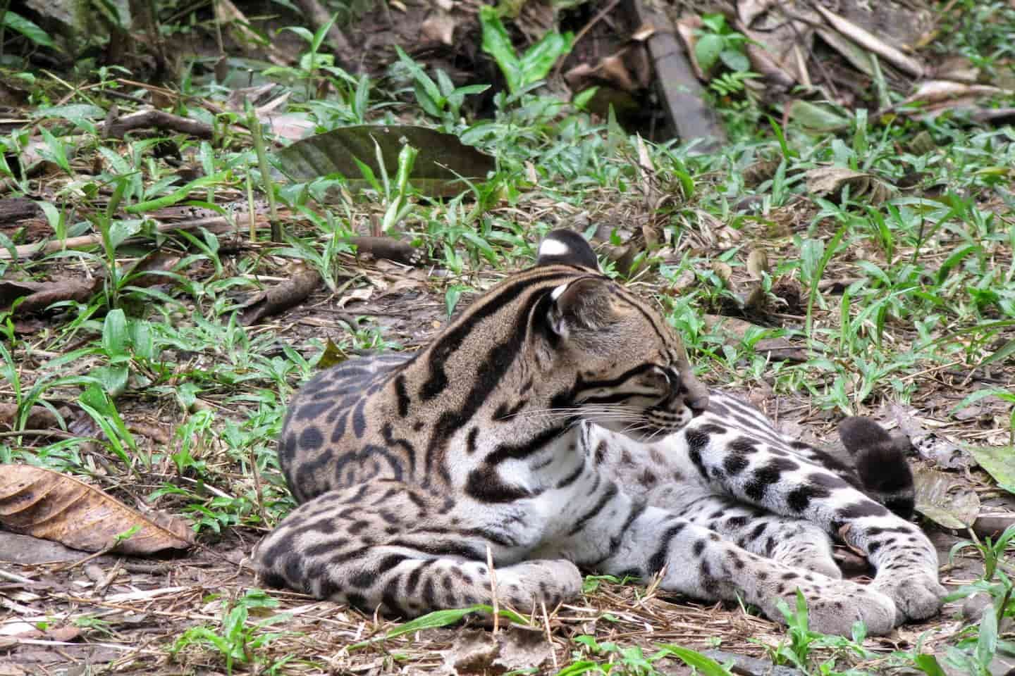 https://www.livingecuadortravel.com/wp-content/uploads/2021/01/Ocelote-Amazonia-Tena.jpg