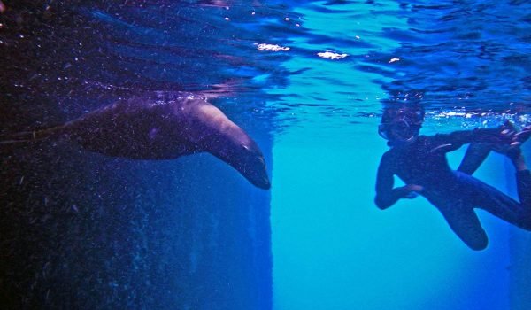 snorkel lobo marino